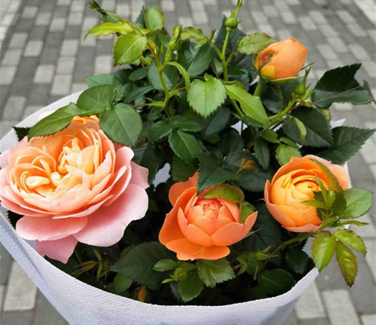 星空体育app下载