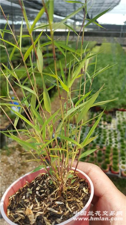 星空体育app下载